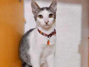Gato raça SRD-ViraLata idade 1 ano nome Oliver