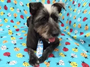 Cachorro raça SRD-ViraLata idade 3 anos nome Bruce