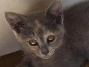 Gato raça SRD-ViraLata idade 2 a 6 meses nome Maria Flor ADOTADA