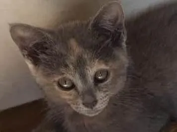 Gato ra a SRD-ViraLata idade 2 a 6 meses nome Maria Flor ADOTADA