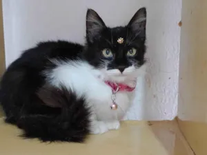 Gato raça SRD-ViraLata idade 2 a 6 meses nome Manu