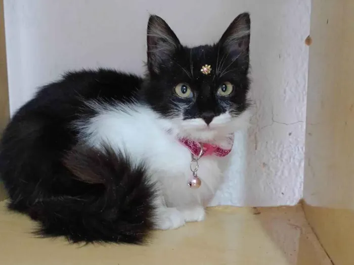 Gato raça SRD-ViraLata idade 2 a 6 meses nome Manu