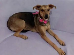 Cachorro raça SRD-ViraLata idade 7 a 11 meses nome Amora