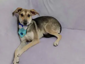 Cachorro raça SRD-ViraLata idade 7 a 11 meses nome Horácio