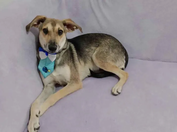 Cachorro raça SRD-ViraLata idade 7 a 11 meses nome Horácio