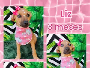 Cachorro raça SRD-ViraLata idade 2 a 6 meses nome Liz