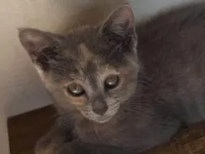 Gato raça SRD-ViraLata idade 2 a 6 meses nome Escaminha Exótica ADOTADA