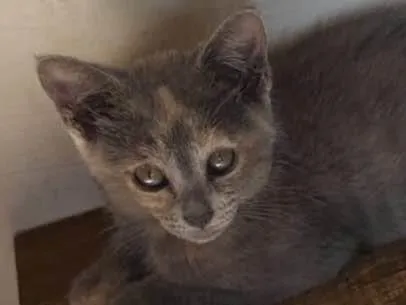 Gato ra a SRD-ViraLata idade 2 a 6 meses nome Escaminha Exótica ADOTADA