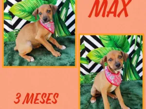 Cachorro raça SRD-ViraLata idade 2 a 6 meses nome Max