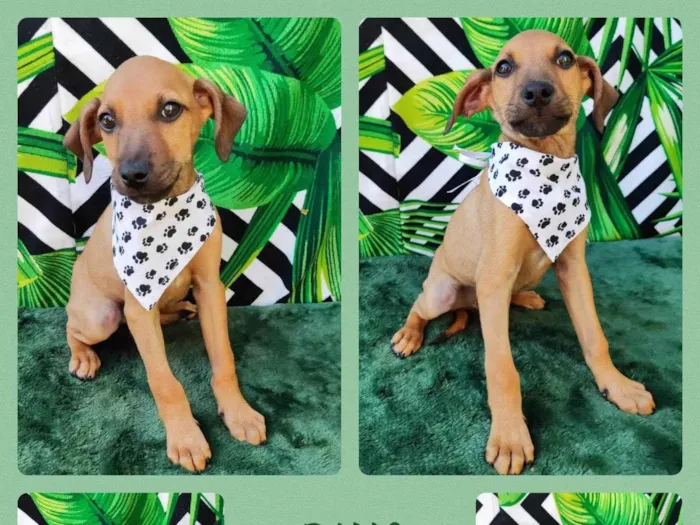 Cachorro raça SRD-ViraLata idade 2 a 6 meses nome Dino