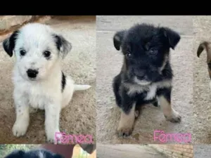 Cachorro raça SRD-ViraLata idade Abaixo de 2 meses nome Turminha com 09 filhotes 