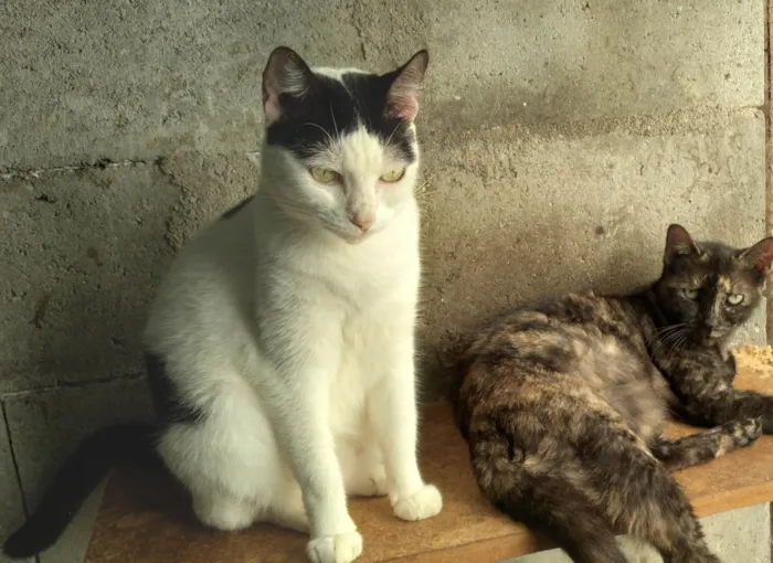 Gato ra a SRD-ViraLata idade 2 anos nome Samira kate