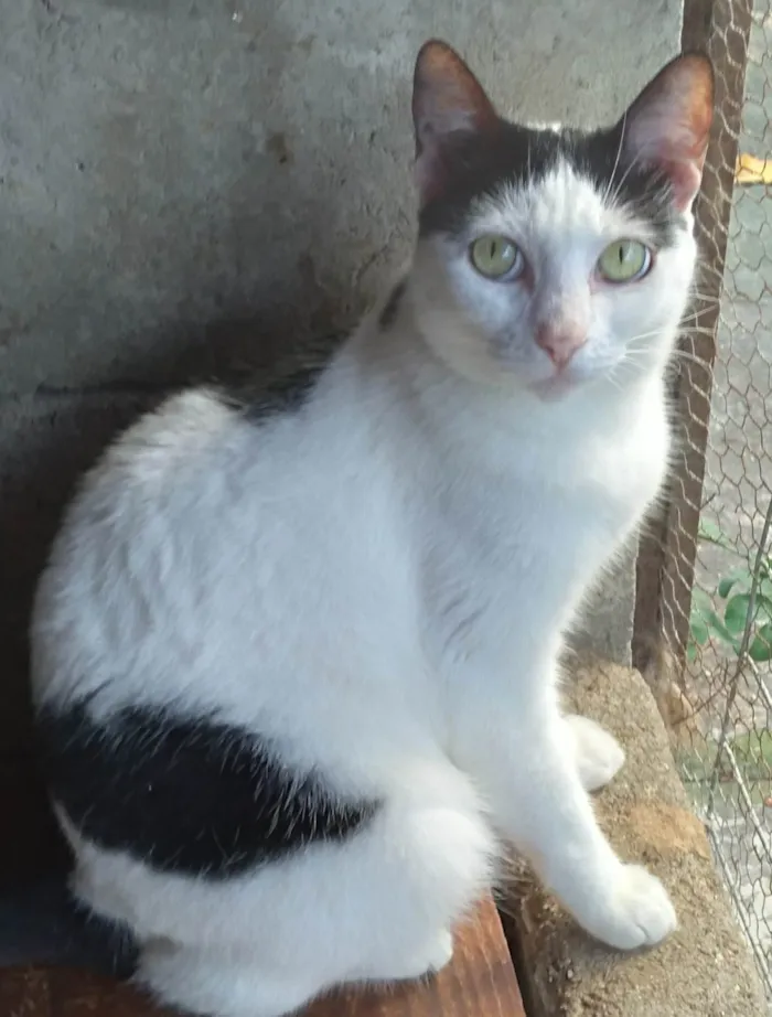 Gato ra a SRD-ViraLata idade 2 anos nome Samira kate
