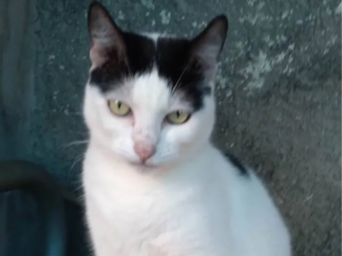 Gato ra a SRD-ViraLata idade 2 anos nome Samira kate