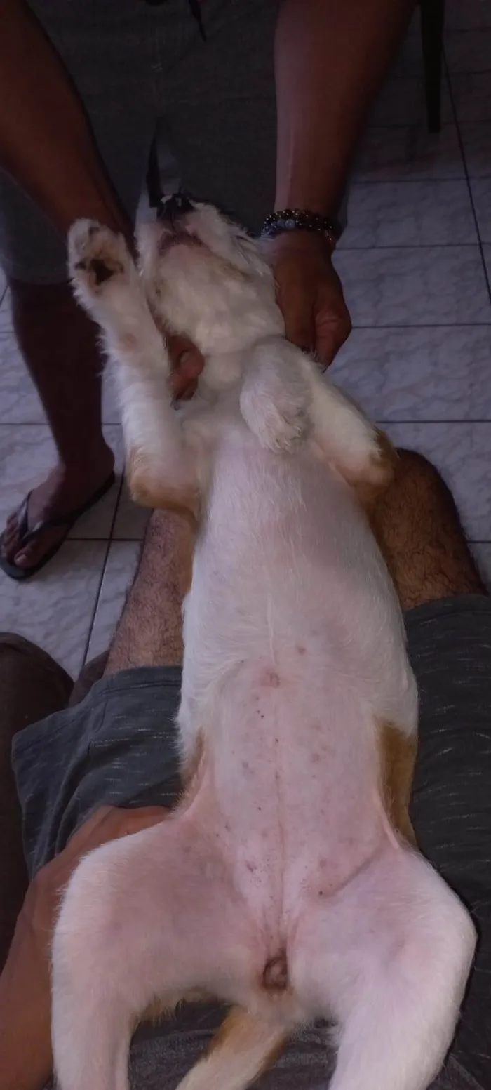 Cachorro ra a SRD-ViraLata idade 7 a 11 meses nome Xayah