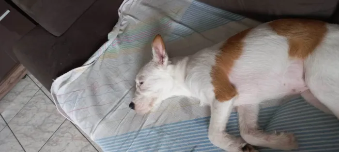 Cachorro ra a SRD-ViraLata idade 7 a 11 meses nome Xayah