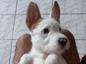 Cachorro raça SRD-ViraLata idade 7 a 11 meses nome Xayah