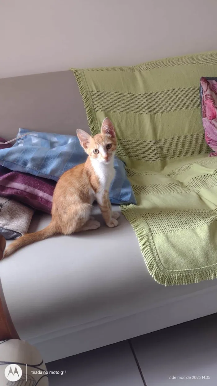 Gato ra a SRD-ViraLata idade 7 a 11 meses nome Nino