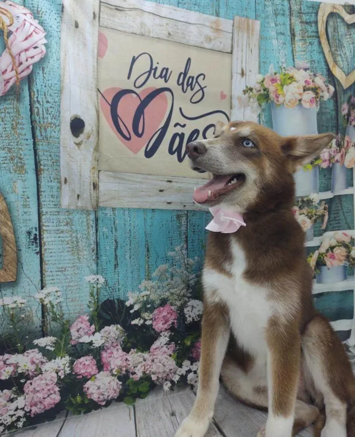Cachorro ra a Mix Husk Siberiano  idade 1 ano nome Lady