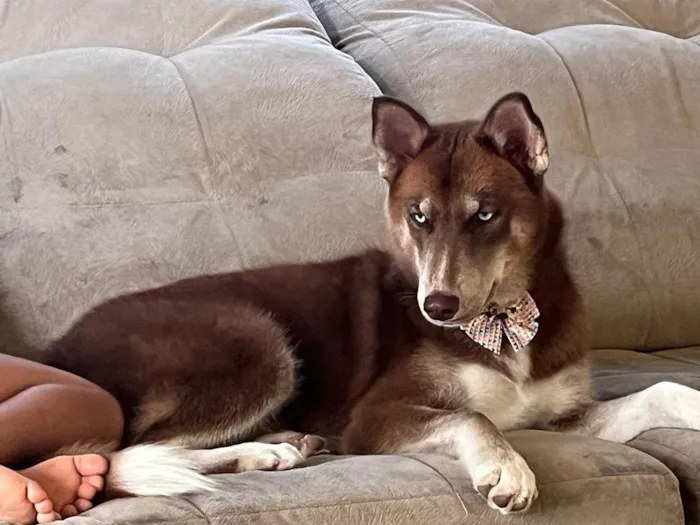 Cachorro ra a Mix Husk Siberiano  idade 1 ano nome Lady