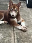 Lady