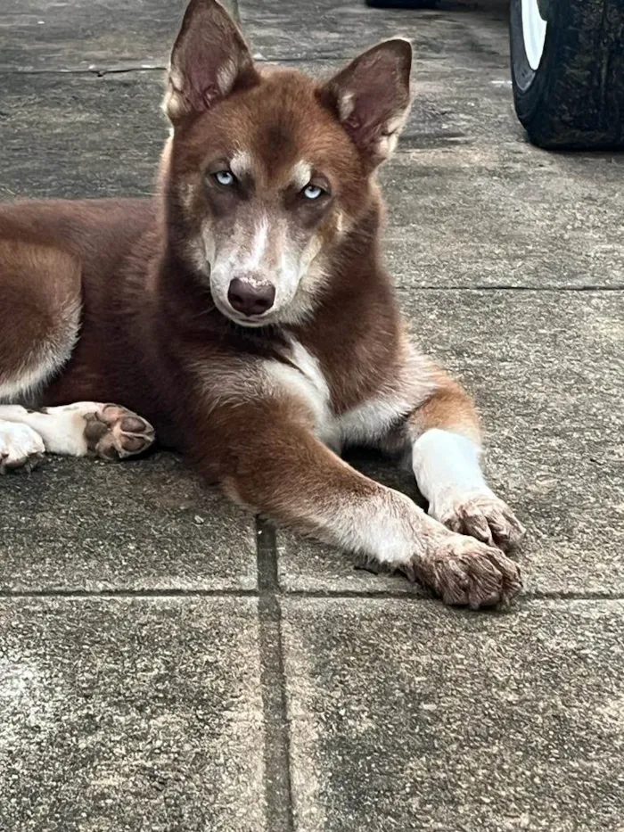 Cachorro ra a Mix Husk Siberiano  idade 1 ano nome Lady