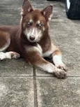 Lady