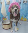 Lady