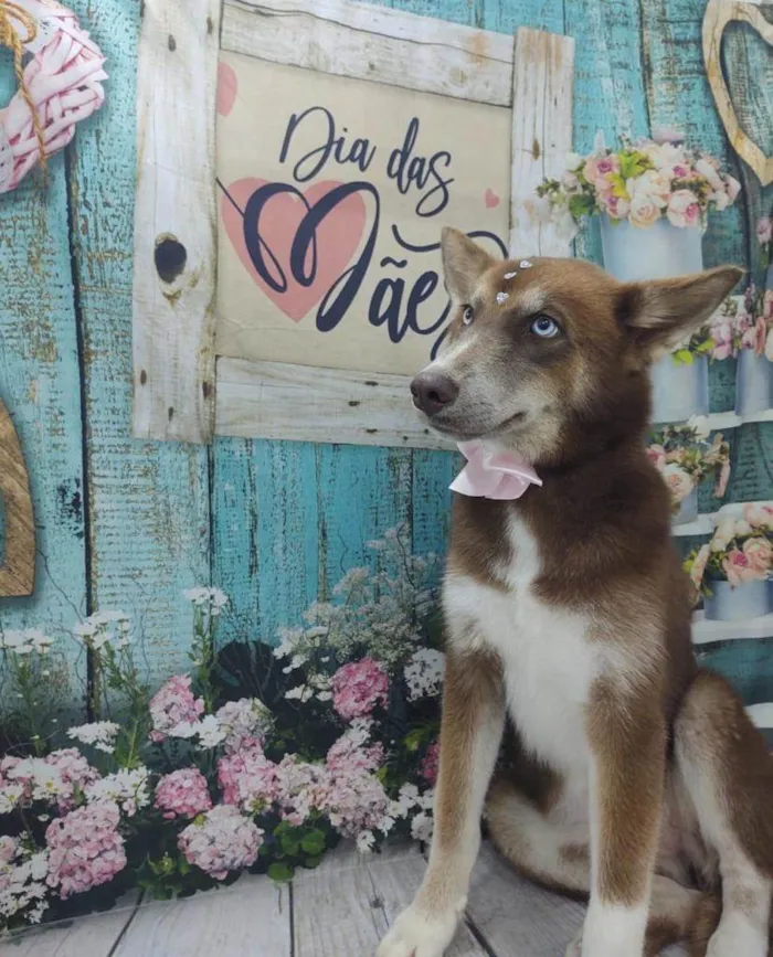 Cachorro ra a Mix Husk Siberiano  idade 1 ano nome Lady