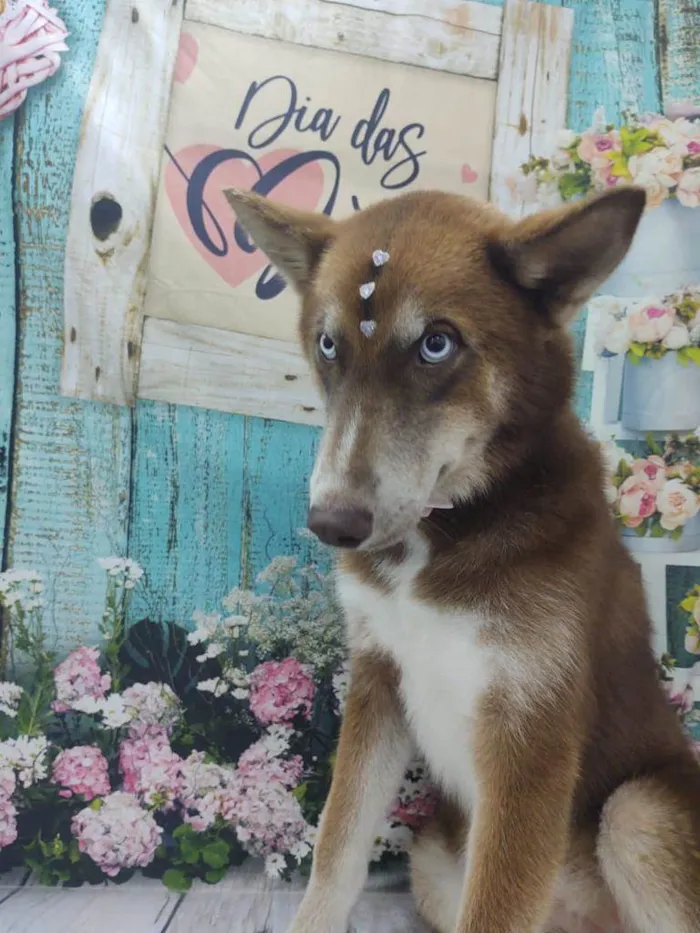 Cachorro ra a Mix Husk Siberiano  idade 1 ano nome Lady
