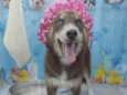Lady