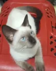 Princesa