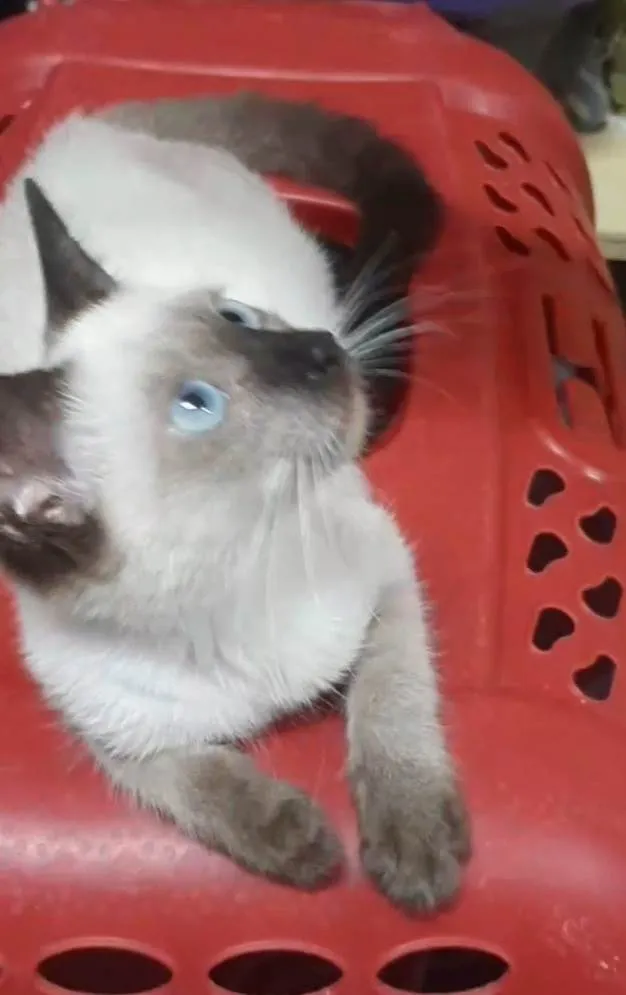 Gato ra a  idade 2 a 6 meses nome Princesa