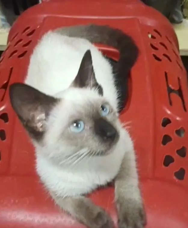 Gato ra a  idade 2 a 6 meses nome Princesa