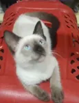 Princesa