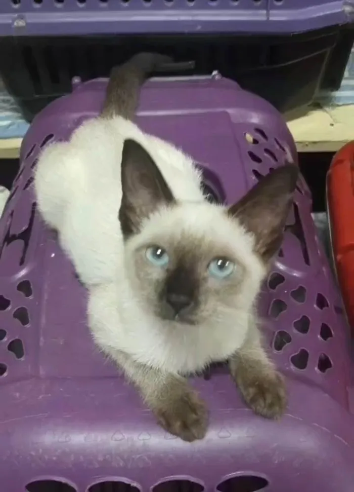 Gato ra a  idade 2 a 6 meses nome Princesa