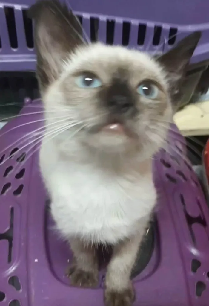 Gato ra a  idade 2 a 6 meses nome Princesa