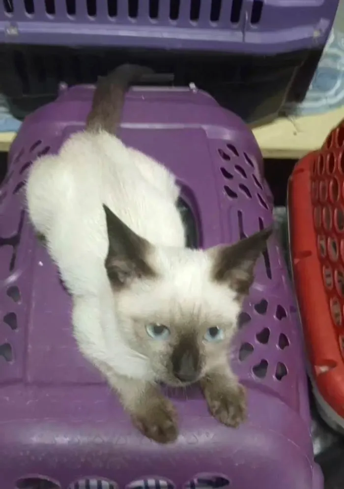 Gato ra a  idade 2 a 6 meses nome Princesa
