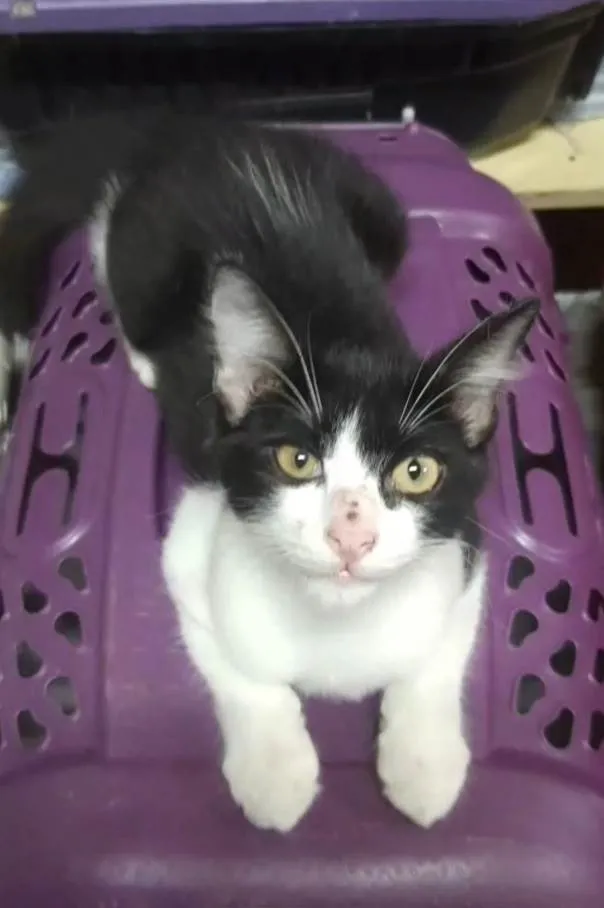 Gato ra a  idade 2 a 6 meses nome Príncipe. 