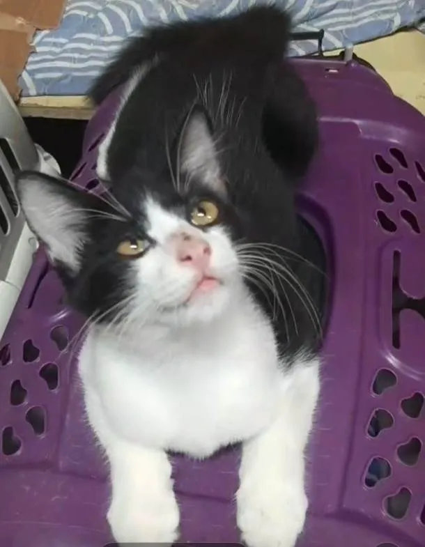 Gato ra a  idade 2 a 6 meses nome Príncipe. 