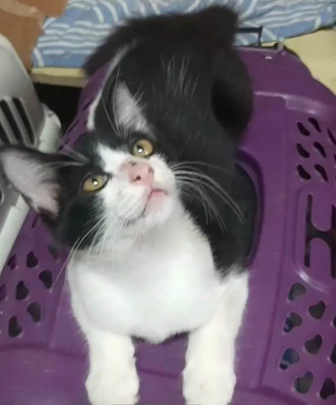 Gato ra a  idade 2 a 6 meses nome Príncipe. 