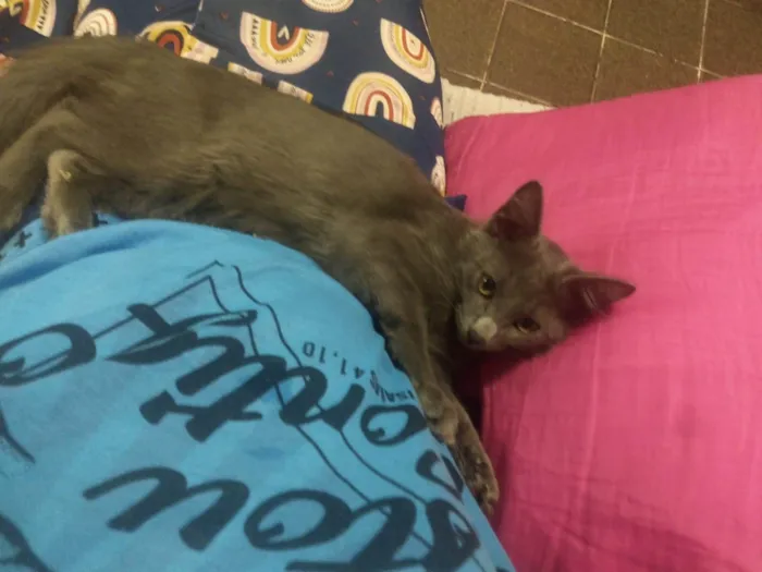 Gato ra a  idade 2 a 6 meses nome jujuba