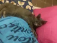 jujuba