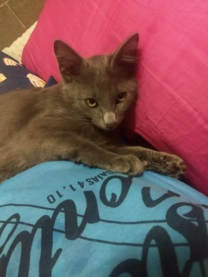 Gato ra a  idade 2 a 6 meses nome jujuba