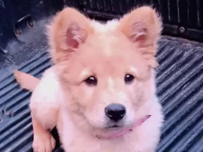 Cachorro raça Chow Chow com vira lata idade 7 a 11 meses nome Cristal