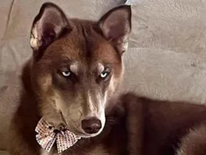 Cachorro raça Mix Husk Siberiano  idade 1 ano nome Lady