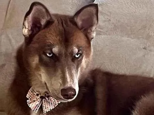 Cachorro ra a Mix Husk Siberiano  idade 1 ano nome Lady