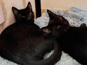 Gato raça SRD-ViraLata idade 1 ano nome Joaquim 