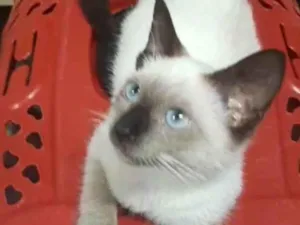 Gato raça  idade 2 a 6 meses nome Princesa