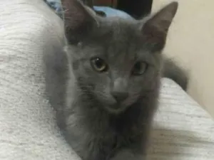 Gato raça  idade 2 a 6 meses nome jujuba